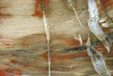 Polished Petrified Wood Slab - Live Oak County, Texas #166461-1